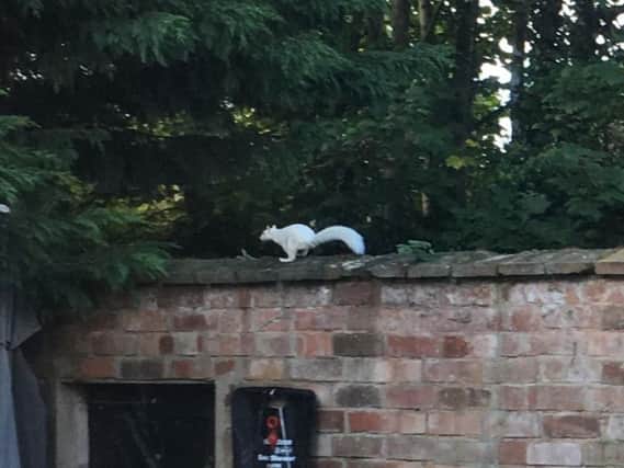 Photo of the White Squirrel spotted around the Princes Drive area of Leamington. Photo by Esther Williamson.