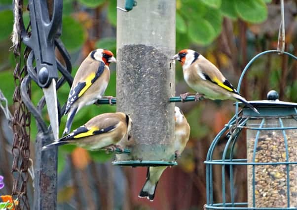 Goldfinches.