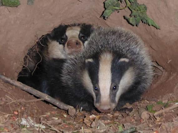 There could be a cull of badgers in all or part of Warwickshire.