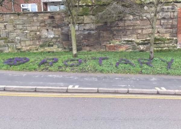 The crocuses planted by members of the  Rotary Club of Warwick.