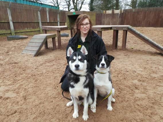 Canine carer Megan Gourlay with Storm and Sky