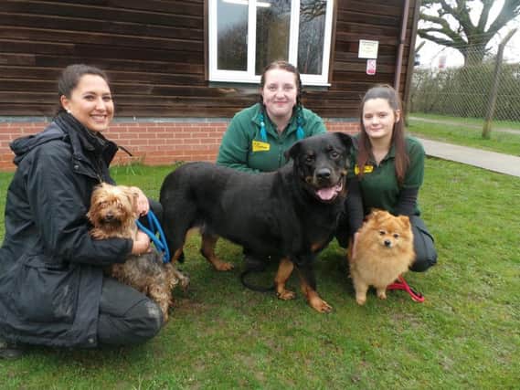 Gizmo, Dion and Candy are looking for a home together