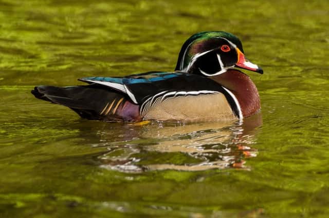 Is this a rare wood duck in Leamington? Photo by Steve Melville.