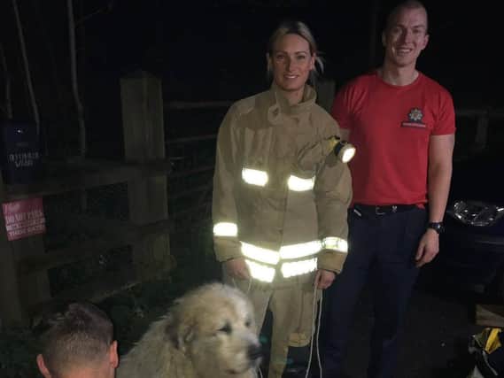 Firefighters with Laker after the rescue