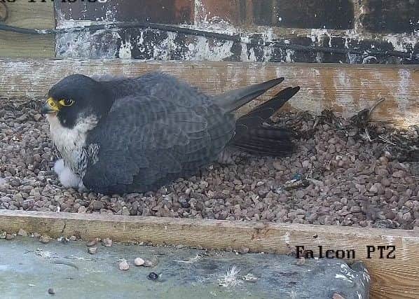 The Peregrines on top of Leamington Town Hall. Photo from the webcams set up in partnership with Warwickshire Wildlife Trust, Warwick District Council and Baydale Control Systems.