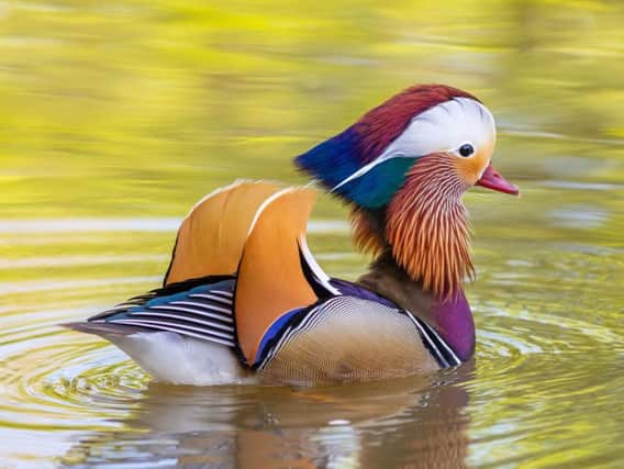 The Mandarin duck spotted on the Grand Union Canal. Photo: Trevor Davies