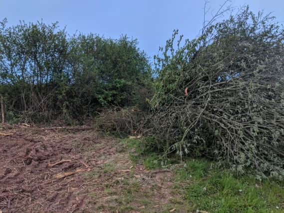 Trees and hedges have been chopped down by HS2. Photo: Andrea Ball