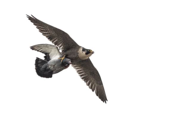 The falcon caught the pigeon mid-flight near Leamington Town Hall. Photo: Steve Melville