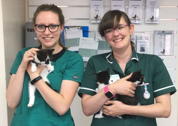 Avonvale staff Hannah Powell and Laura Curtis with two of the kittens