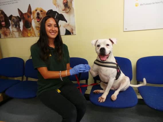 Snow has been at Kenilworth Dogs Trust for two and a half years