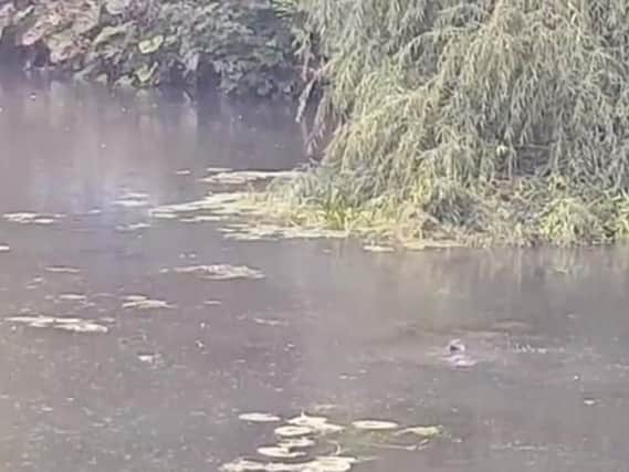 An image from the video by Leam Boat Centre of the pair of otters.