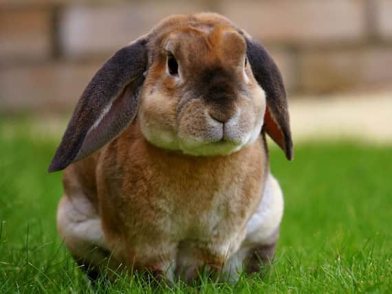 Rabbit owners have been urged to get them vaccinated