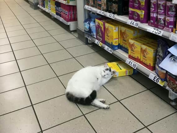 The cat in the Rugby shop. Photo: Newsteam/SWNS