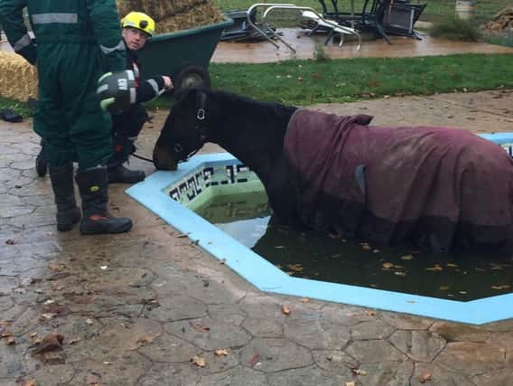 Wombie, a six-year-old horse, has to be rescued from the pool