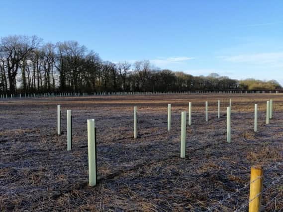 The trees have been planted on land off Rouncil Lane