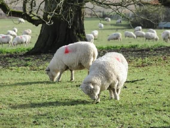 More than 100 sheep and lambs have been stolen or butchered across the county. Stock image.