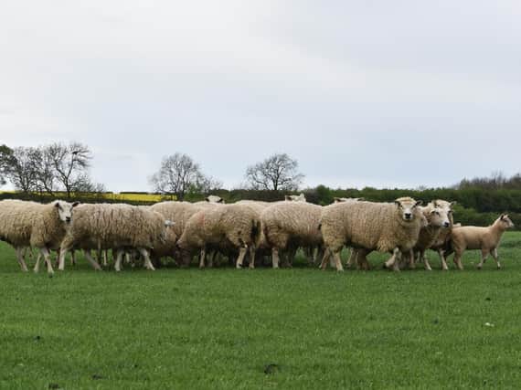 Sheep at the farm near Rugby.