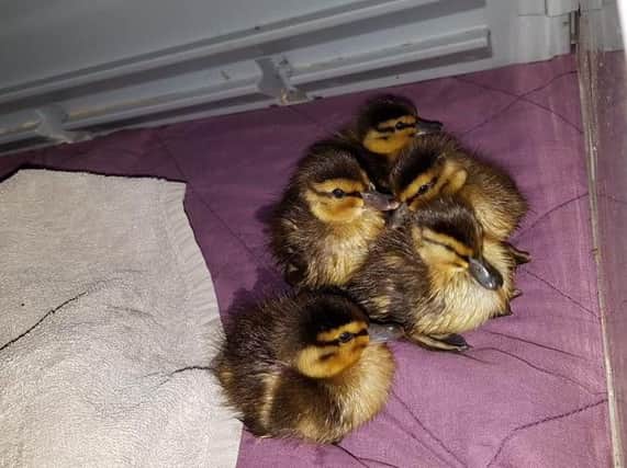 The rescued ducklings. Photo by Southam Fire Station.