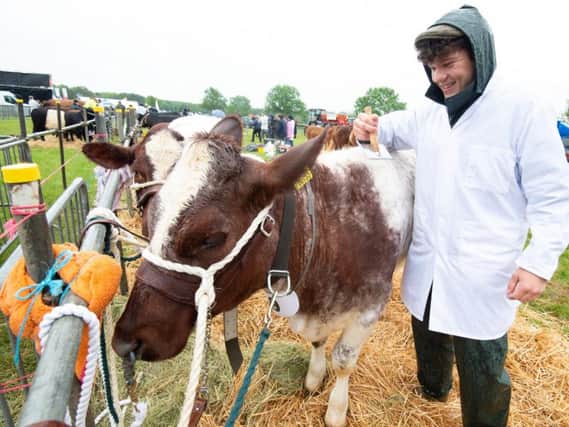 Thomas Cockerill prepares a beef shorthorn for the show. Photo submitted.