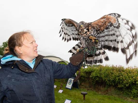 Charlotte Hill from CJ's Birds of Pray is pictured with her African Crowned Hawk Eagle. Photo submitted