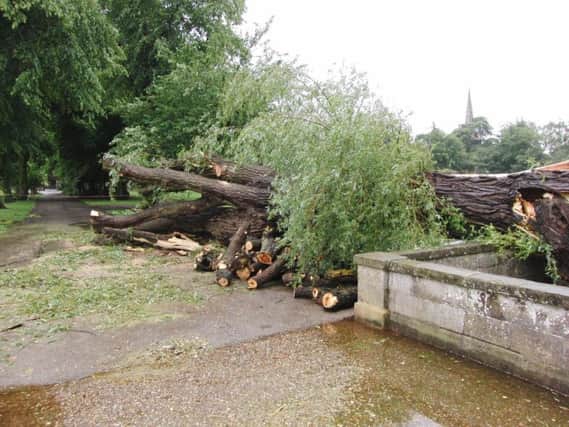 The fallen tree in St Nicholas Park. Photo by Geoff Ousbey.