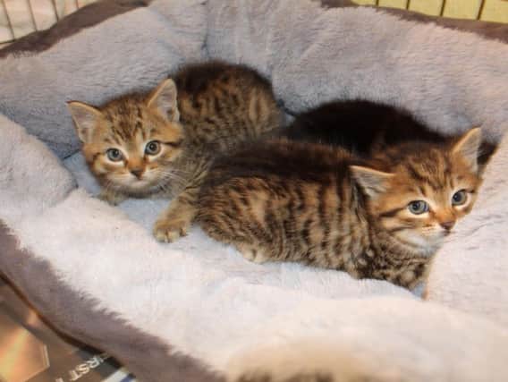 Kittens rescued by Dogs Trust Kenilworth