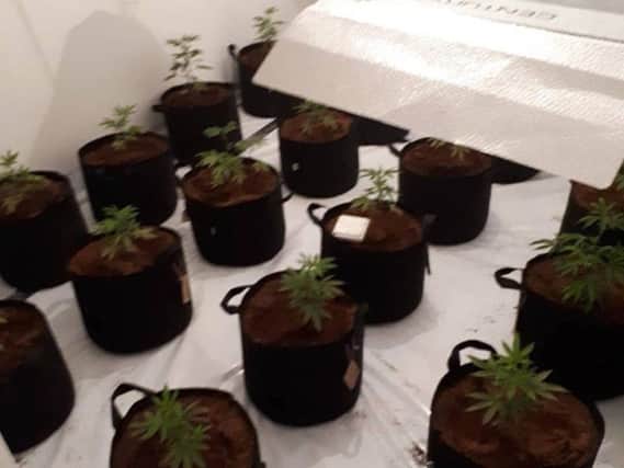 Some of the Cannabis plants found by police. Photo by Leamington Police.