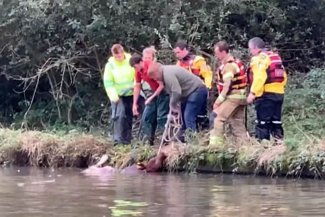 Firefighters rescue cow from canal in Hatton