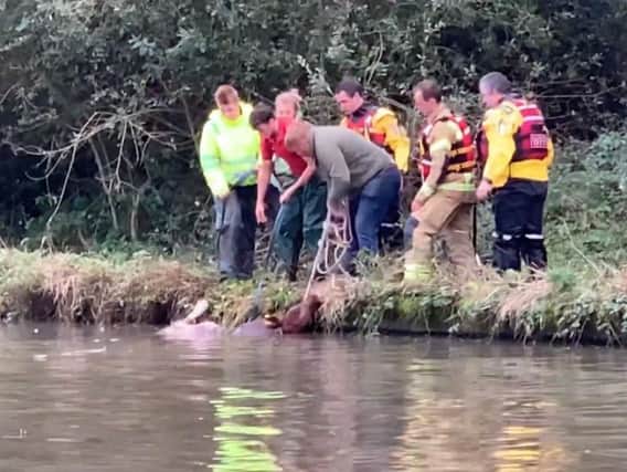 Firefighters were called out to help rescue a cow from Hatton Locks at the weekend.
Photo taken from Youtube video.