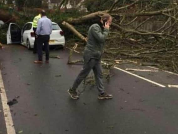 Fallen tree in Myton Road of Warwick (photo by Alanna Harvey)