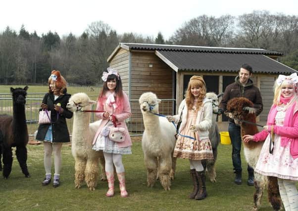 Models displaying Lolita fashions at an alpaca farm.