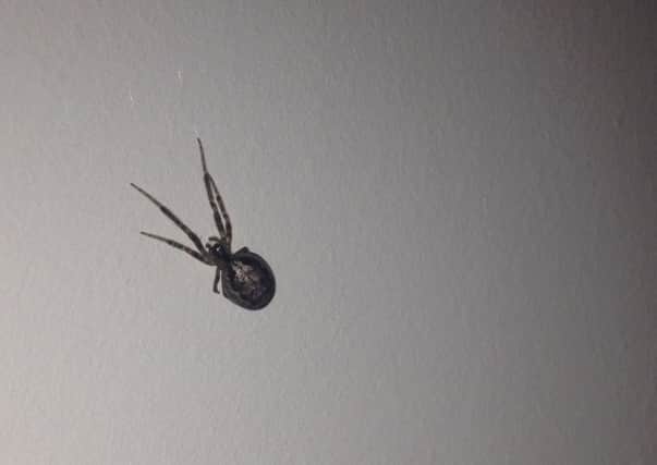 Is this a False Widow spider?
