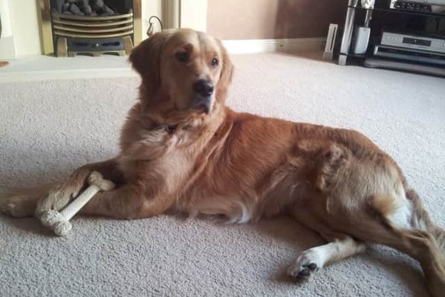 Lucky was withdrawn from a guide dog training programme after she was attacked by two other dogs in Leamington.