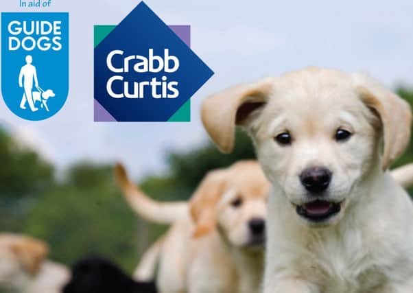 Crabb Curtis puppy