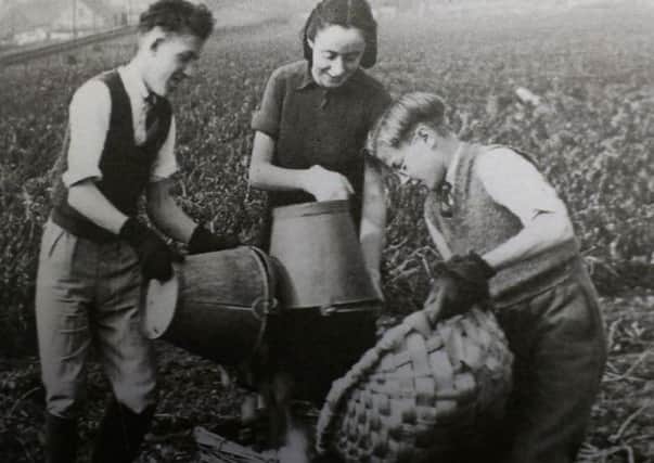 Potato picking at Sydenham Farm