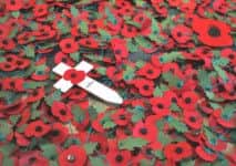 Poppies for Remembrance Day