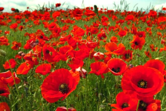 Poppies