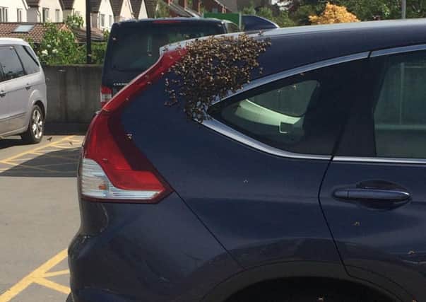 Bees swarmed the car at Waitrose car park