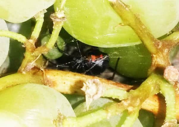 This Black Widow spider was found in a bunch of grapes bought by a Whitnash couple at the Asda store in Sydenham.