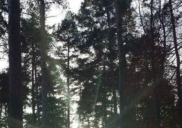 Ancient Woodland GcyaS6q2YnjJN8-9abXA