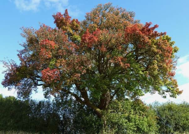 Cubbington's wild pear tree. Picture by Frances Wilmot.