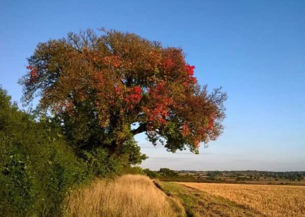 Cubbington's award-winning pear tree