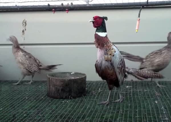 Game birds at breeding grounds. Undercover images courtesy of Animal Aid