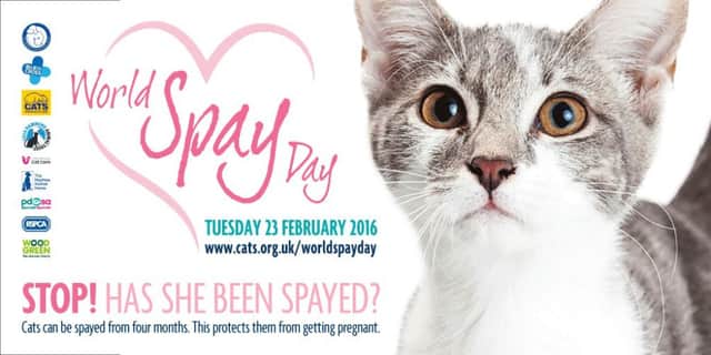 Cats Protection Rugby is offering free neutering for a week as part of Spay Day