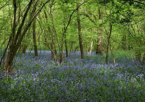 Bluebells at Bubbenhall Wood. Picture by John Roberts.