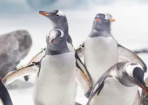 Gentoo penguins settle in to their new home at the National Sea Life Centre in Birmingham.