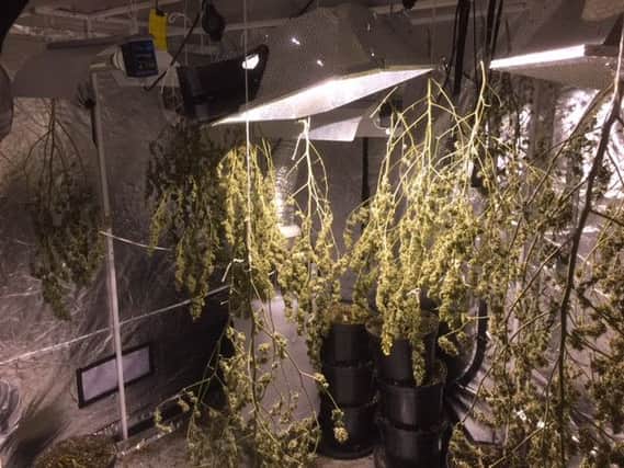 Cannabis was found drying at the property on St George's Avenue NNL-160505-111545001