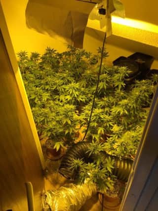 The cannabis 'grow' found in Leamington.