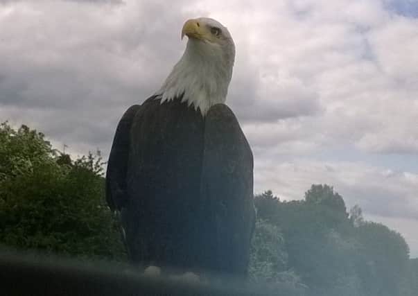 The bald eagle spotted on Black Bridge in Church Lane, Whitnash. Picture by George Cowgill