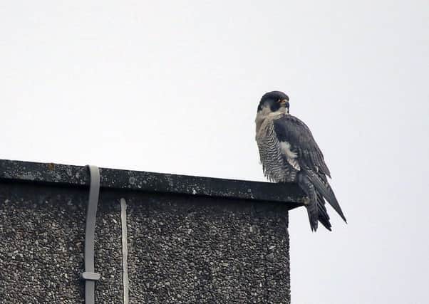 The Peregrine Falcon on Crown House in Rugby. NNL-160614-101113001